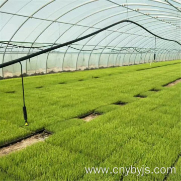 Vegetable greenhouse seedling system